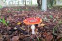 This picture of a toadstool mushroom has been taken in Slingsby  Picture: Daniel Medelete