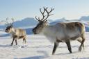 Reindeers in natural environment, Tromso region, Northern Norway..