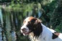 One wet Dilly Doo at Thornton-le-Dale duckpond by Clare Skaife, Thornton-le-Dale