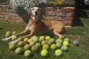 Lurcher Wisp with her tennis balls by Jessica Sleightholme