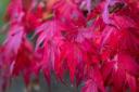 The striking red leaves of the Acer palmatum at Helmsley Walled Garden                 Picture: Colin Dilcock