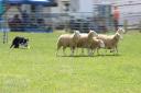 Sheep, Dog, Sheepdog, Border, Collie, Border Collie, working, herding, herd, friend, helper, farm, ranch, livestock, breed, pen, paddock, flock,
