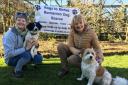 Funds raised will be donated to Rags to Riches Romanian Dog rescue