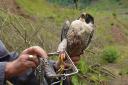 THE head of the North York Moors National Park has hit out at new incidents of raptor persecution