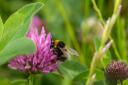Pollinators are attracted to cover crop species like red clover. Credit Simon Hill Photos