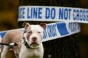 A dog has bitten a child outside St Mary's RC School in Knaresborough