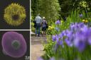 Main image: a walk in the gardens at Harlow Carr. Left, a pollen grain from dandelion, top, and from knapweed, bottom
