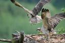 A pair of ospreys in and around Bassenthwaite in Cumbria have been the subject of much speculation in recent weeks