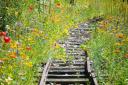 WINNER: Ride the wildflower railway by Jess Clark