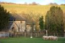 Sheep graze peacefully near the church in Ellerburn   Picture: Sue Cuthbert.