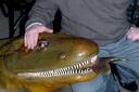 Purchaser Peter Williamson with the ancient amphibian