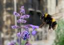 A bee outside of the York Minster Library taken by Adam Peel, Whitwell-on-the-Hill