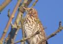 A song thrush in Ampleforth by Louise Sturdy