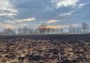 Strensall Common after the fire yesterday taken by Marion Hayhurst