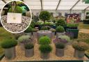 Beech Tree Farm Plants were awarded a gold medal for their display at the RHS Hampton Court Palace Garden Festival in Surrey