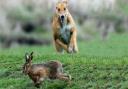 North Yorkshire Police have vowed to cut down on hare coursing with the help of tough new legislation