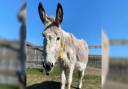 Donkey to take part in Palm Sunday procession in Malton