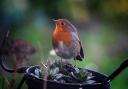 A garden centre in North Yorkshire is urging residents to get their gardens ready ahead of the world’s biggest annual wildlife survey