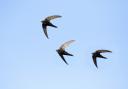 A group in Pickering is offering boxes in a bid to home swifts across the town