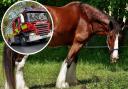 Firefighters were called to the rescue of a shire horse today, who had got his foot stuck in a gate