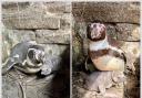 The penguin chick has been born at Sewerby Hall and Gardens