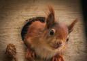 One of the Red Squirrels. Images by Ian Thomas.