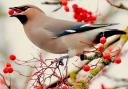 Jon Hardacre took this Photo of the Week a Waxwing in Pickering