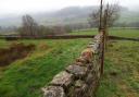 Grants available for hedgerows and dry stone walls in the North York Moors