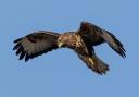 A buzzard has been illegally shot and killed in the North York Moors National Park