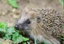The staff at Helmsley Walled Garden have been joined by four hedgehogs this autumn, one of which was found snoring in the salad house      Picture: Stephen Oliver/PA