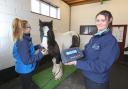 Rainbow Equine Hospital vet Mandy Platt in the foreground, and team member Laura Robinson, weighing a horse, after concerns were raised about obesity in horses Picture: Rainbow Equine Hospital