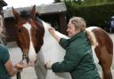 Minster Equine Clinic vet Katie Brickman injecting horse against equine flu, which has led to a  six-day shutdown of racing