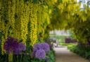 Laburnum Arch and alliums at Helmsley Walled Garden  Picture: Colin Dilcock