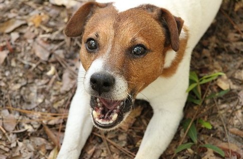 A Jack Russell barking  Stock image: Pixabay