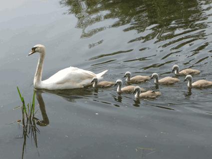 Swans on Beck Mills Pond, Norton, Malton.
Picture by Nick Fletcher