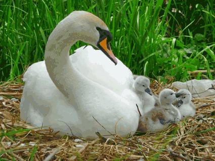 Swan nesting with cygnets at Beck Mills Pond, Norton.
Picture by Nick Fletcher