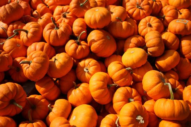 Gazette & Herald: Pumpkins (Canva)
