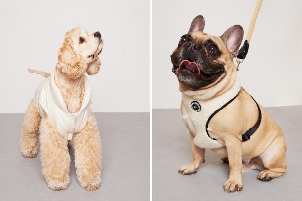 Gazette & Herald: (left) Teddie wearing a white PLT coat and (right) a Pug wearing a white PLT harness (PrettyLittleThing/Canva)