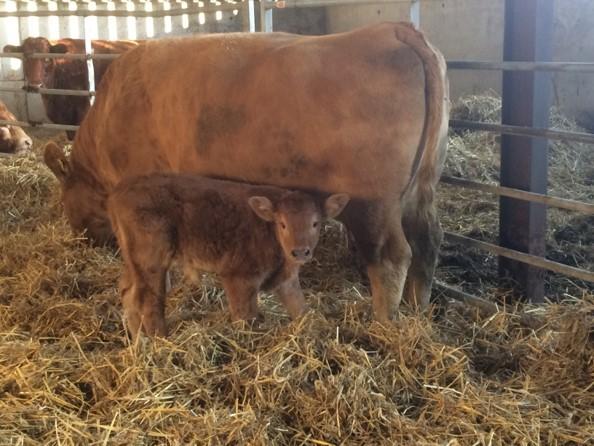 Gazette & Herald: Ensure calves receive good quality colostrum from their dam within6 hours of birth