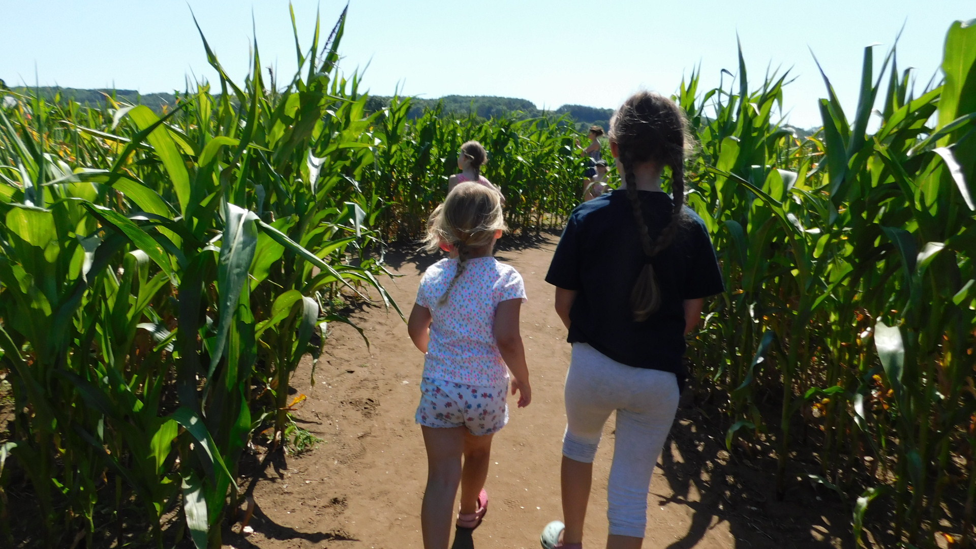 A-maze-ing summer fun returns Ryedale - Vimarsana News