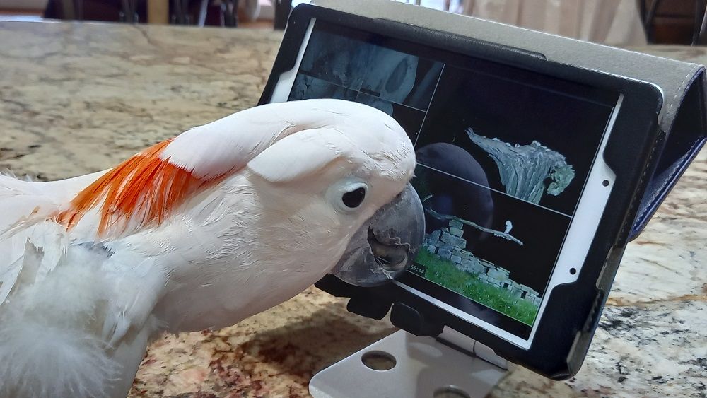 Robert E Fuller's Yorkshire wildlife webcams go viral - Vimarsana News