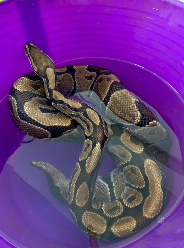 Gazette & Herald: One of the Royal Python snakes found in Falsgrave, Scarborough