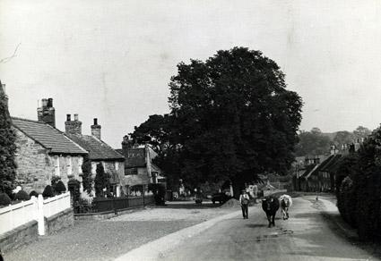 A farmer and his cows in the street at Coxwold, taken in 1936.