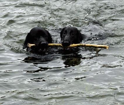 Rufus the black labrador and Rosie the flat coated retriever. 