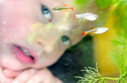 A pupil at Settrington School admires some of the pet fish which have been added to the classroom.