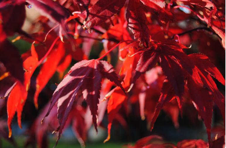 Japanese Acer trees: How to grow and care for them

 | Media Pyro