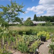 The White Garden at Helmsley Walled Garden