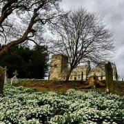 Snowdrops at St Matthew's Church in Hutton Buscel Picture: Dr Lucy Hobkinson