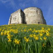 Daffodils at Castle Howard    Picture: Nick Fletcher