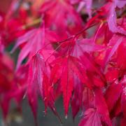 The striking red leaves of the Acer palmatum at Helmsley Walled Garden                 Picture: Colin Dilcock